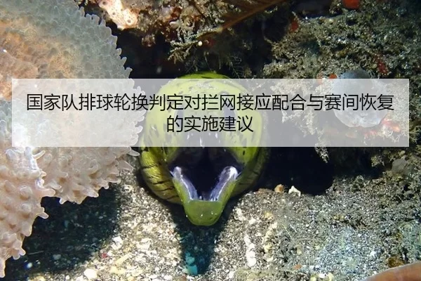 国家队排球轮换判定对拦网接应配合与赛间恢复的实施建议